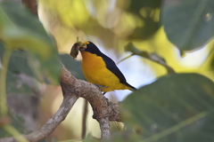 Euphonia violacea