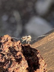 Hyllus
