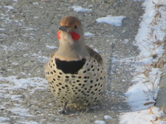 Colaptes auratus luteus × cafer