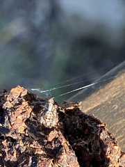 Hyllus