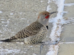 Colaptes auratus luteus × cafer
