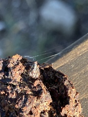 Hyllus