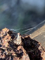 Hyllus