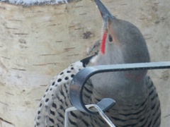 Colaptes auratus luteus × cafer