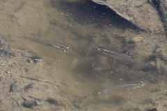 Gambusia affinis