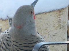 Colaptes auratus luteus × cafer