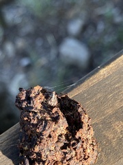 Hyllus