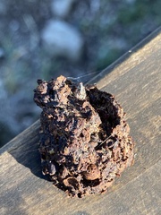Hyllus