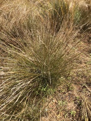 Aristida holathera