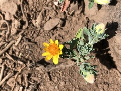 Chaetanthera flabellata