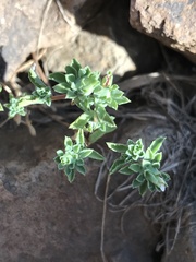 Chaetanthera flabellata