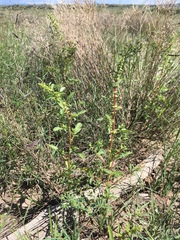 Amaranthus torreyi