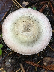 Agaricus deardorffensis