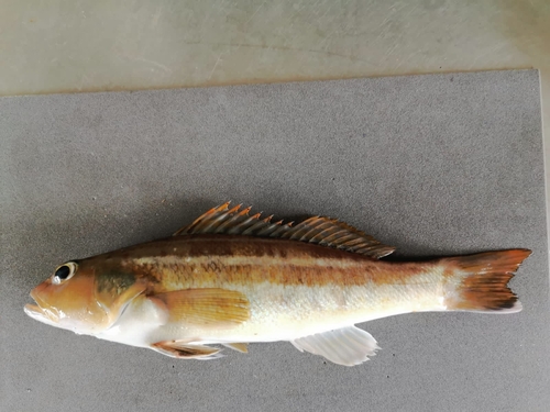 Greater sand perch (Diplectrum maximum) — Serranidae — 4