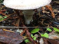 Agaricus deardorffensis