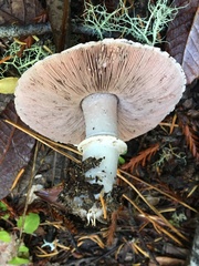 Agaricus deardorffensis