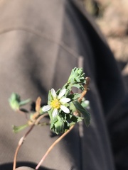 Chaetanthera euphrasioides