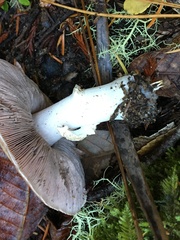 Agaricus deardorffensis