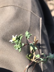 Chaetanthera euphrasioides