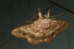 Eudesmeola lawsoni