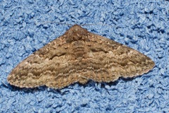 Eudesmeola lawsoni