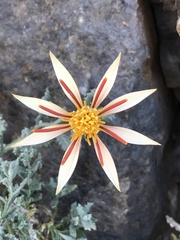 Mutisia sinuata