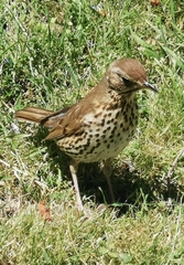 Turdus philomelos clarkei