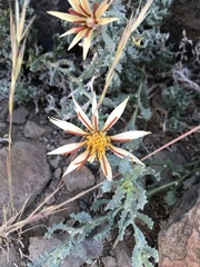 Mutisia sinuata
