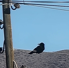 Corvus macrorhynchos