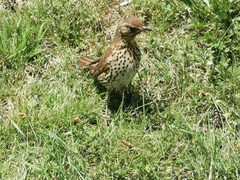 Turdus philomelos clarkei