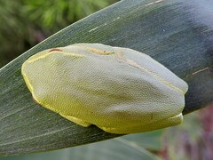 Ranoidea gracilenta