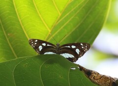 Phaedyma shepherdi