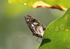 Phaedyma shepherdi
