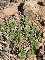 Haplopappus anthylloides