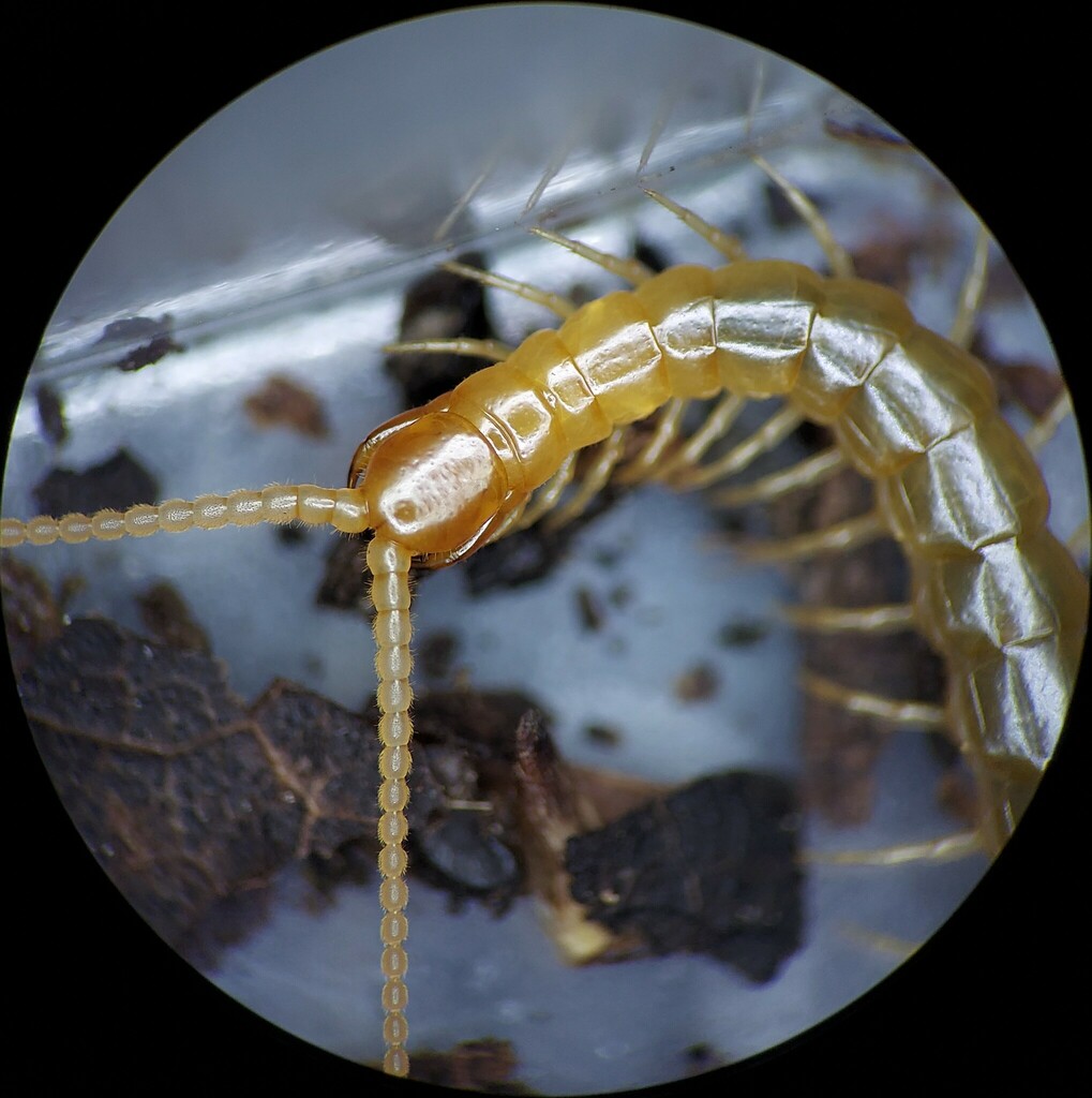 Scolopocryptops peregrinator
