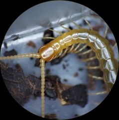 Scolopocryptops peregrinator