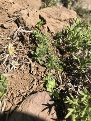 Haplopappus anthylloides