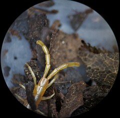 Scolopocryptops peregrinator