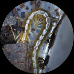 Scolopocryptops peregrinator