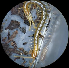 Scolopocryptops peregrinator