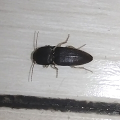 Heteroderes amplicollis