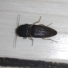 Heteroderes amplicollis