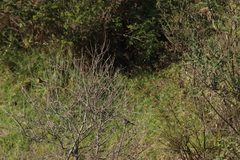 Spizella atrogularis