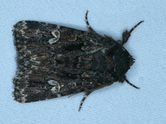 Ectopatria horologa
