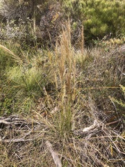 Austrostipa flavescens