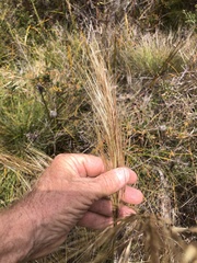 Austrostipa flavescens