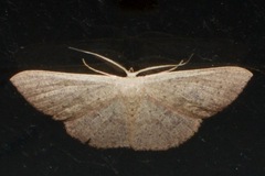 Cyclophora