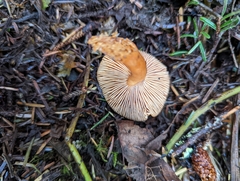 Lactarius subviscidus