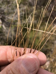 Austrostipa flavescens