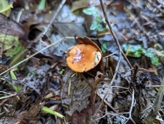 Lactarius subviscidus